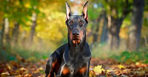 Rottweiler vs. Doberman: What Are 8 Key Differences?