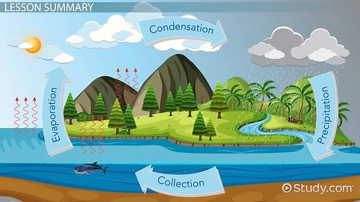 Water Cycle Lesson for Kids: Definition & Facts