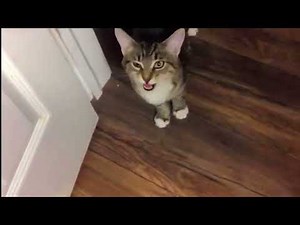 Kitten BURP!