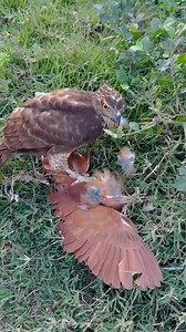 The last last kill of this season ! | AmericanEagle