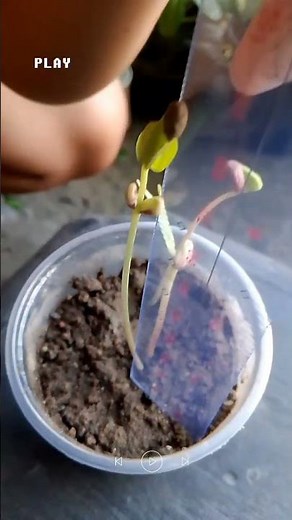 Science Grade 5 SEED GERMINATION (Seeds observation) Day 4