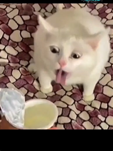 Hilarious Cat Vomiting Moments