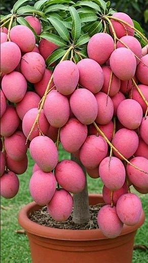 🌱 Mango Tree from Cutting: Secret Tips for Fast Growth