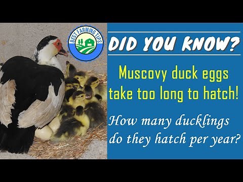 How long do muscovy ducks take to hatch? How many times do they brood per year?