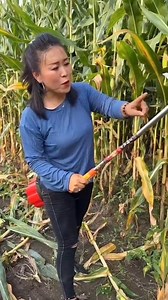 Essential farming tool | Amazing sickle for cutting corn plants #tools #harvest #agriculture #Amazing #farming #foryouシ #reelsfypシ #reelsviralシ | Satyam creater