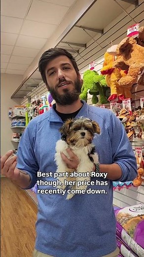 ✨ Meet the Biewer Terrier – Perfect for families and individuals alike.