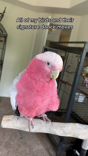 Sky Melant on TikTok