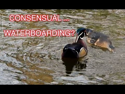 Wood Ducks Mating [NARRATED]