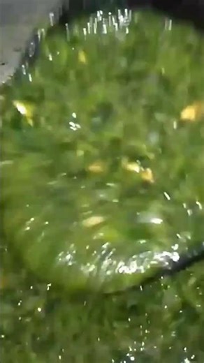 Quick and easy recipe using frozen molokia #molokia #saluyot #jute #molokheaHachees #Shorts