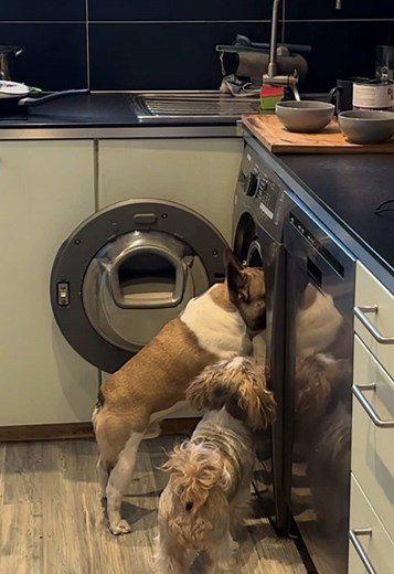 Dzień dobry ❤️💕 wyglądają jak Boni i clyde😂 Życzymy wam cudownego dnia🫶🥒 #frenchie #frenchbulldog #bulldogsoftiktok #fyp
