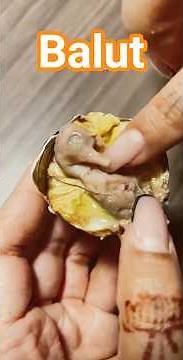 Top 10 most bizarre foods you won’t believe exist