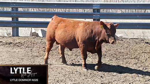 Lot N528 - LYTLE DOMINOR N528: Lytle Red Angus - Best Last Chance Red Angus Sale