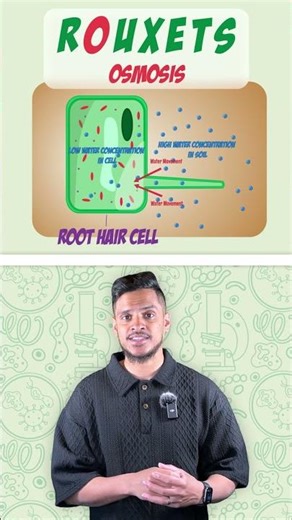 GCSE Biology: Memory Trick | Transpiration Stream Route