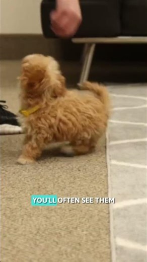 Teacup Maltipoo: Everything You Need to Know Pt. 3