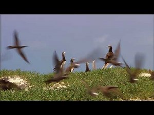 Nature Sample Video of Windows 7