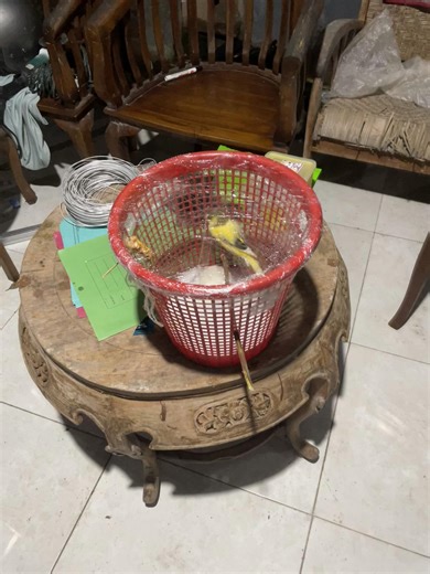 Model Gantangan Burung Kenari Terbaik di Indonesia