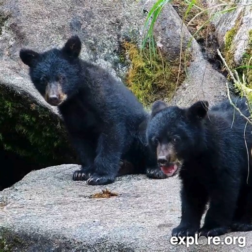 These cubs may be yawning, but there's no way we're getting bored of all the incredible cub sightings on the Tongass National Forest cams! What a great season. | explore.org