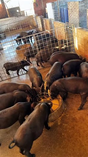3 Ways to Raise Pigs for BIG Farmhouse Profits! 🐷💰 Want to turn pig farming into a highly profitable business? In this video, we’ll show you three powerful ways to raise pigs in a farmhouse setting and maximize your earnings. Whether you’re just starting out or already farming, these practical tips will help you boost your farm’s profitability while ensuring your pigs grow healthy and strong. We’ll cover: ✅ The best pig breeds for fast growth and high returns ✅ Feeding strategies to cut costs 