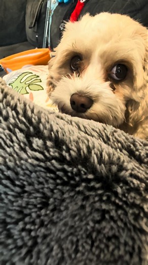 Cute Cavapoo Puppy Hiding From Toddlers!