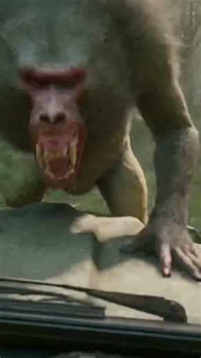 Aggressive Baboon Attacks Jeep! 😱 Jungle POV Adventure