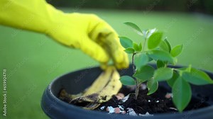 Composting and composted soil from kitchen ,food waste, fruit vegetable peels and egg shell rotting into organic fertilizer recycle composter environmentally friendly. Reduce zero waste concept.