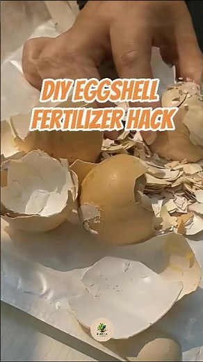 DIY Eggshell Fertilizer Hack #gardeninghacks