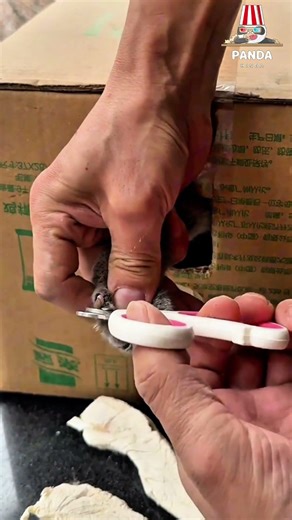 My cat's nails have grown very long, so it's being put in a box to trim them.😜😂#cat #funny #pets