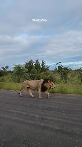 59K views · 3.1K reactions | Lion on a mission | Nombekana Safaris and Wildlife Photography | Facebook