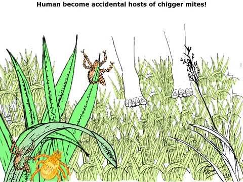 Chapter 2: Chigger mite's life cycle and feeding site