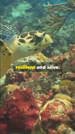 The Pacific Ocean of Life | From Whales to Tiny Plankton