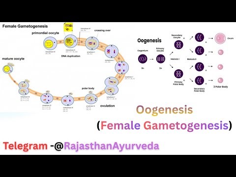 Oogenesis (Female Gametogenesis) in Hindi and English For Ug l Next Exams l All Medical Students
