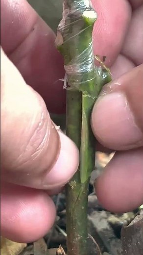 Easy Avocado Grafting EP394