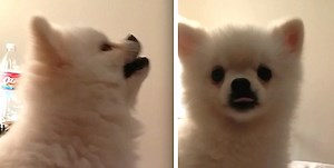 Pomeranian Puppy Has The Most Adorably Epic Sneeze Ever