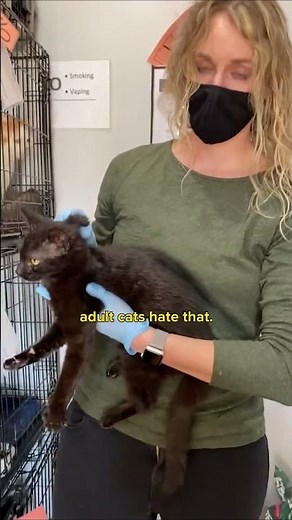 HOW to hold a cat (perfectly)