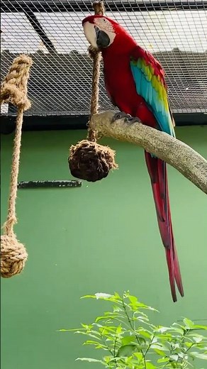 Stunning Red and Green Macaw Turning Around Gracefully! #macaw