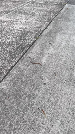 35K views · 493 reactions | Common Scaly-foot (Pygopus lepidopodus). #lizard #reptile #herps #herpetology #australianwildlife #macro #nikonaustralia #abcmyphoto #bbcearth #ausgeo #squamata #australia #nikon #australiagram #wildlifephotography #seeaustralia #earthcapture #fieldherping #reptilian #australianreptiles #animal_sultans #newsouthwales #wild #nature #nikoncreators #wildlifeperfection #photography | Jesse’s Wildlife | Facebook