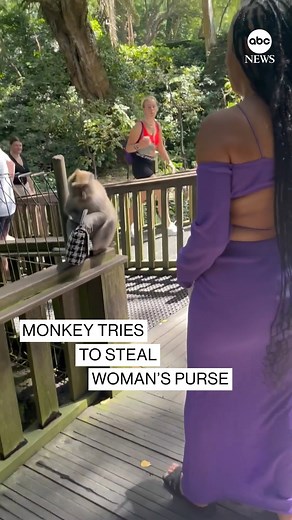 MONKEYING AROUND: Visitors to Bali’s Ubud Monkey Forest are warned to hold on tight to their belongings — with one woman learning the hard way. | ABC News