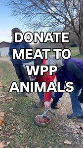 138K views · 421 reactions | Did you know one wolf can eat 5 pounds...