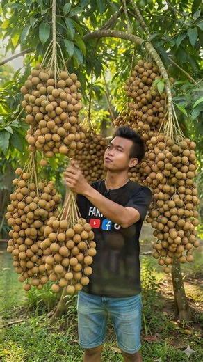Abundant Longan Harvest – Fruits Growing Heavily on the Tree 🍈