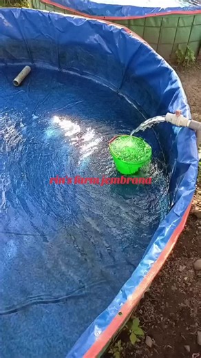 tipis-tipis #kurirlele #rinsfarm #lelebalap #bibit_lele #EkspresikanDenganCapCut