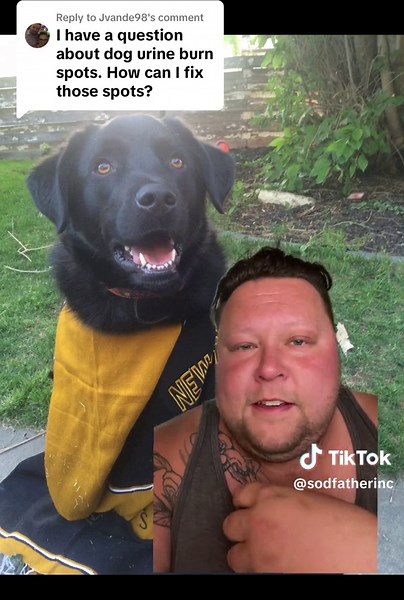 Fixing Lawn Damage Caused by Dog Urine