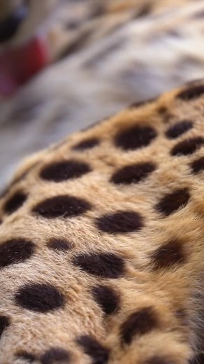 It is with heavy hearts that we say goodbye to Werribee Open Range Zoo’s beloved 13-year-old geriatric cheetah, Kulinda. 💔 After years of world-class care to keep her comfortable and happy in her golden years, our vets and keepers made the incredibly sad but humane decision to euthanise her this morning. Kulinda was experiencing various age-related health issues that vets and keepers were actively treating. However, her condition declined in recent days, led by her age-related loss of vision, a