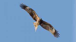 41K views · 964 reactions | Through stunning photography, enter a fertilized egg to witness the spectacular process of a bird’s development from a few cells…to an embryo…to an avian masterpiece. WATCH NOW! | Creation Sabbath | Facebook