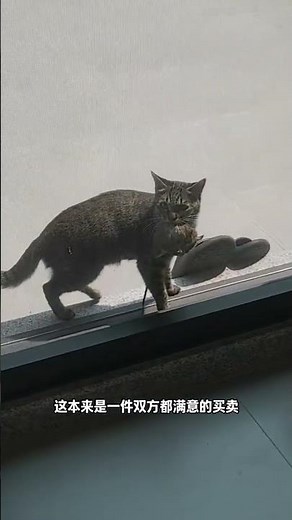【#布丁仔和泡芙妹的一天】现实版猫和老鼠,在我家上演了! #狸花猫 #狸花猫真的不好惹 #抓老鼠