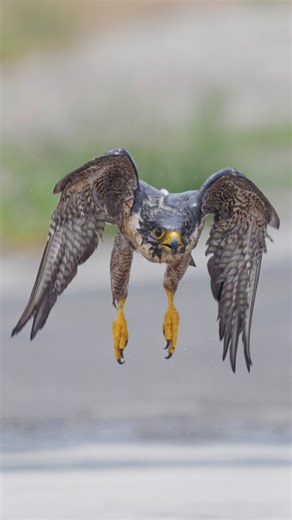 252K views · 7.7K reactions | Peregrine Falcon aka Maxine taking off after bathing....#peregrinefalcon #falcon #birdsofprey #maxine | Tohid Azimi | Facebook