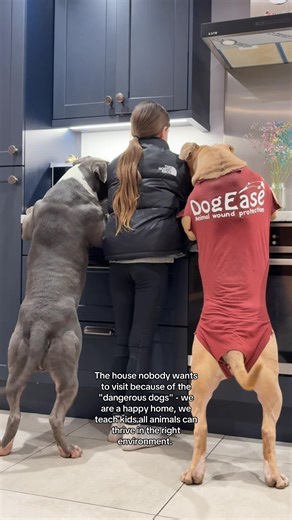 I grew up loving all animals & bully breeds were always my favourite, now we get to live that dream- happy home 🫶🏽 #dogs #foryou #americanbully #dogsotiktok #pitbulls