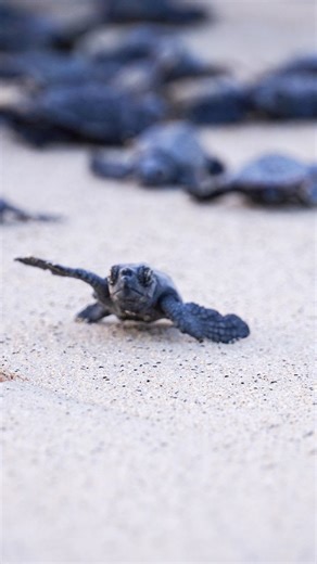 Eric Du on Instagram: "Realsing baby loggerhead turtle! Too many moments where I just want to tuck one in my pocket and take it with me🥹🥹😭😭 #conservation #wildanimals #wildlifephotography #marineconservation #marinephotography #marines #greenturtle #loggerhead #loggerheadturtle #babyturtle #babyturtles #turtle#turtlelove #caboverde #capeverde #sal #sonya6400 #tartaruga"