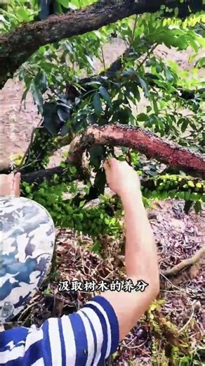 Why do fruit farmers use sharp spatulas to scrape off the bark of longan trees without fea
