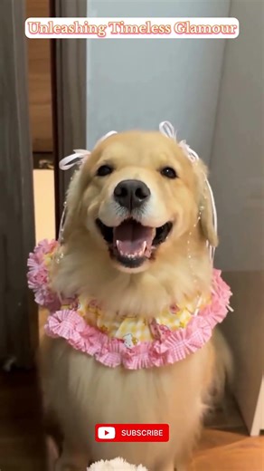 Unleashing Timeless Glamour – A Stunning Canine Glow-Up Transformation You Can’t Miss