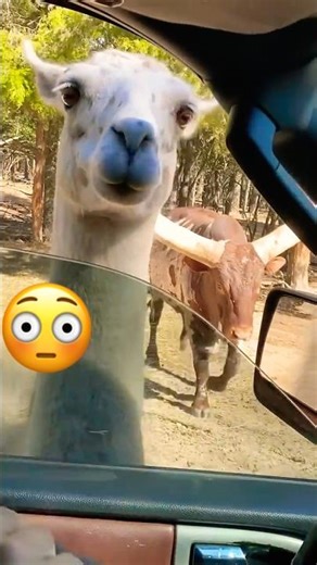 Franklin Safari #roadtrip #family